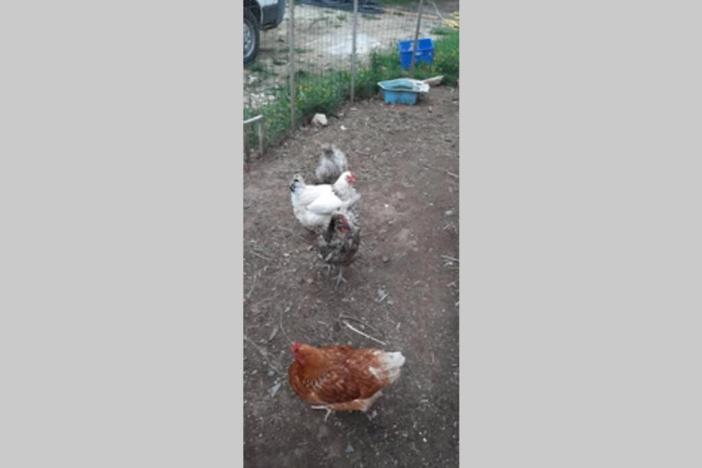 16Bis 1Ch, 2-4Pers, Jardin Les Gites Bigoudens Plonéour-Lanvern Exterior foto